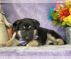 German Shepherd Dog Puppy for sale in LANCASTER, PA, USA
