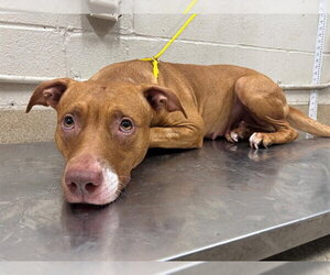 American Staffordshire Terrier-Unknown Mix Dogs for adoption in Grand Prairie, TX, USA