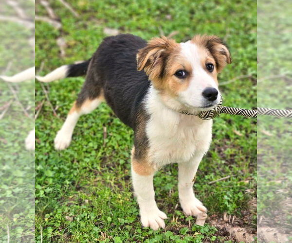 Medium Photo #3 Australian Shepherd-Jack Russell Terrier Mix Puppy For Sale in Wakefield, RI, USA
