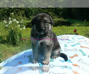 German Shepherd Dog Puppy for Sale in PIEDMONT, Missouri USA
