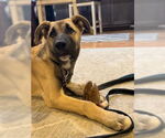 Small #3 German Shepherd Dog Mix