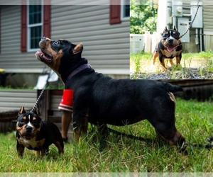 American Bully Puppy for sale in ASHLAND CITY, TN, USA