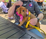 Small #19 Dachshund-Doberman Pinscher Mix