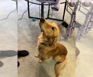 Golden Retriever Puppy for sale in GROSSE POINTE PARK, MI, USA