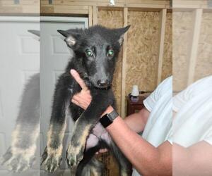 German Shepherd Dog Dog for Adoption in HOPKINS, South Carolina USA