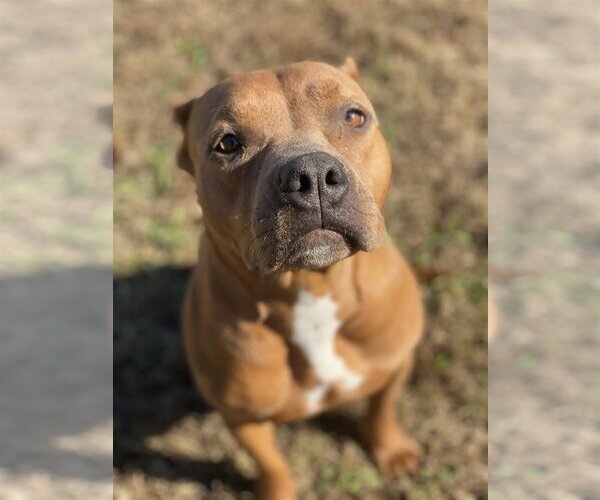 Medium Photo #2 American Pit Bull Terrier Puppy For Sale in Virginia Beach, VA, USA