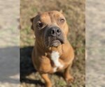 Small #1 American Pit Bull Terrier