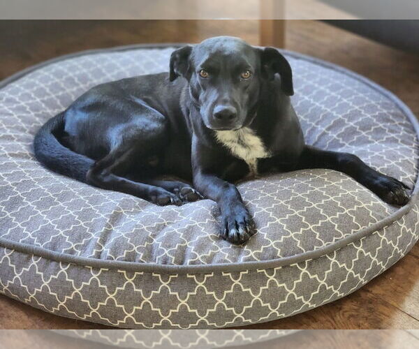 Medium Photo #2 Labrador Retriever-Unknown Mix Puppy For Sale in oakland, FL, USA