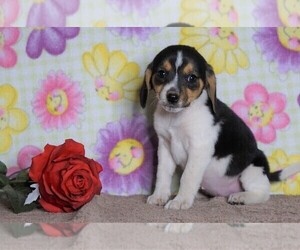 Beagle Puppy for sale in FREDERICKSBG, OH, USA