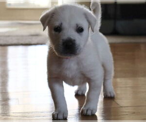 Great Pyrenees-Unknown Mix Dogs for adoption in OKLAHOMA CITY, OK, USA