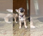 Small Photo #3 German Shepherd Dog Puppy For Sale in BRASHEAR, TX, USA