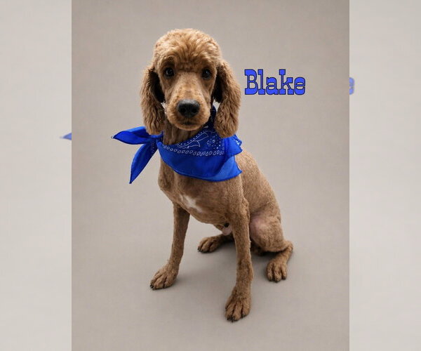 Medium Photo #4 Mutt Puppy For Sale in Conway, AR, USA
