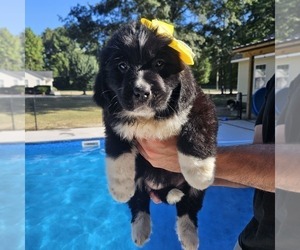 Newfoundland Puppy for sale in LIZELLA, GA, USA