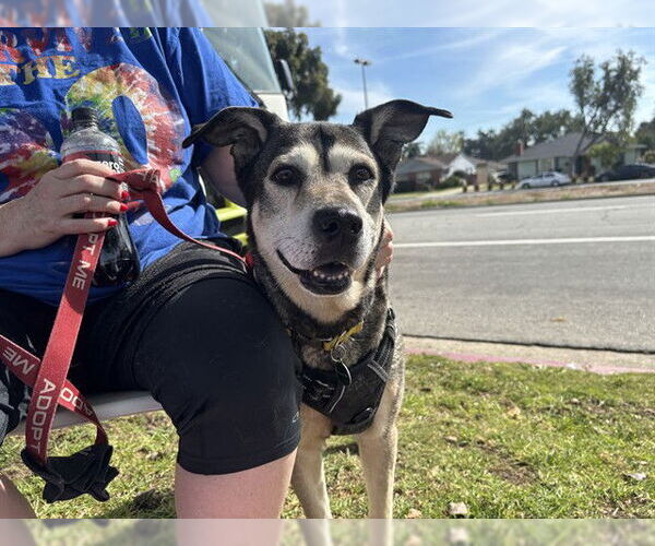 Medium Photo #2 Gerberian Shepsky Puppy For Sale in Pasadena, CA, USA