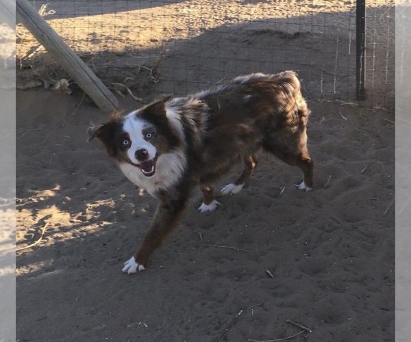 Medium Photo #4 Miniature Australian Shepherd Puppy For Sale in FORT MORGAN, CO, USA