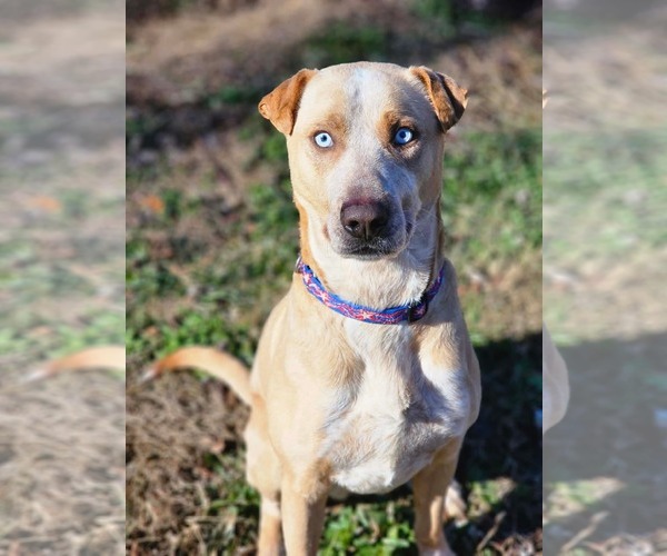 Medium Photo #1 Labrador Retriever Puppy For Sale in Greensboro, NC, USA