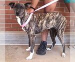 Small #3 Mutt