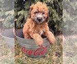 Small Photo #3 Whoodle (Miniature) Puppy For Sale in MIDDLEBURY, IN, USA