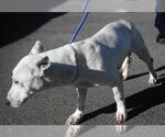 Small #1 Bull Terrier Mix