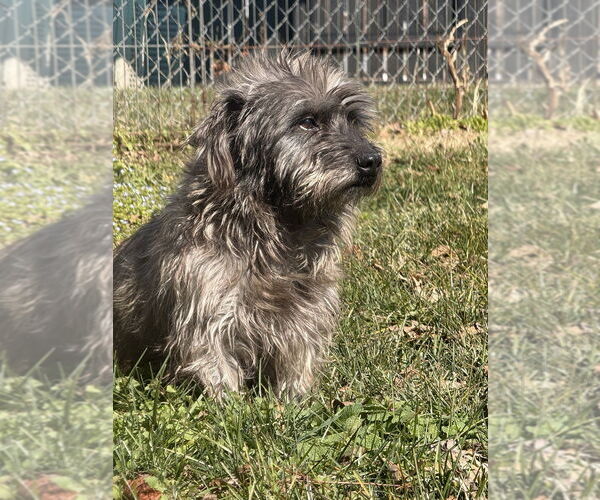 Medium Photo #1 Mutt Puppy For Sale in Mooresville, NC, USA