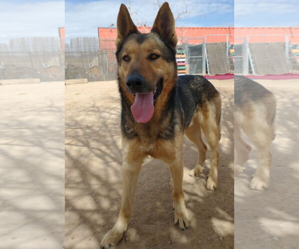 Medium Photo #2 German Shepherd Dog Puppy For Sale in Apple Valley, CA, USA