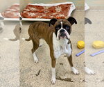 Small Photo #3 Boxer Puppy For Sale in Austin, TX, USA