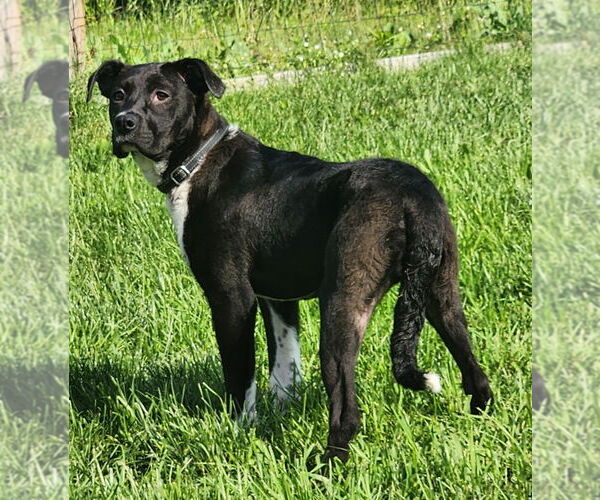 Medium Photo #9 Labrador Retriever-Unknown Mix Puppy For Sale in Walnutport, PA, USA