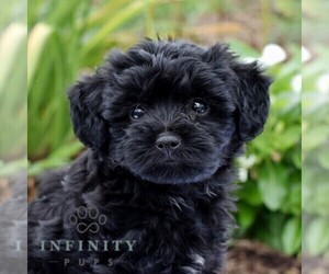 Poodle (Toy)-Shorkie Tzu Mix Puppy for sale in MILLERSTOWN, PA, USA