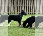 Small #3 Schnauzer (Giant)