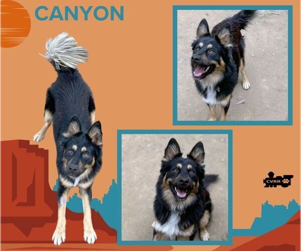 Medium Photo #1 Border-Aussie Puppy For Sale in Lindsay, CA, USA