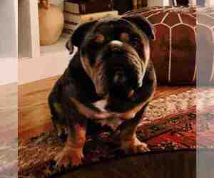 English Bulldog Dogs for adoption in VAN NUYS, CA, USA
