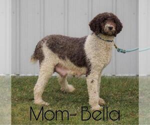Mother of the Poodle (Standard)-Shepadoodle Mix puppies born on 04/27/2020