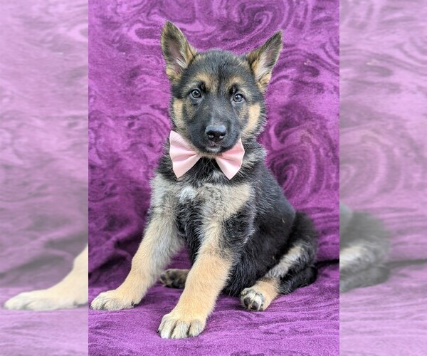 Medium Photo #1 German Shepherd Dog Puppy For Sale in COCHRANVILLE, PA, USA
