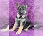 Small Photo #1 German Shepherd Dog Puppy For Sale in COCHRANVILLE, PA, USA
