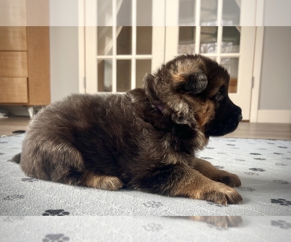 Medium Photo #5 German Shepherd Dog Puppy For Sale in MAPLE GROVE, MN, USA