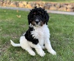 Small Photo #34 Miniature Bernedoodle Puppy For Sale in DENVER, PA, USA