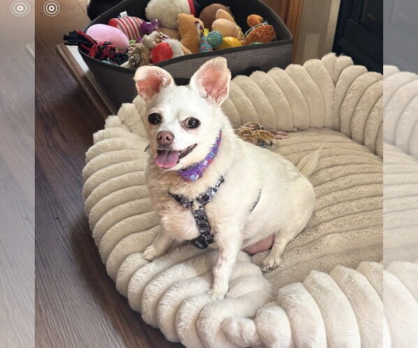 Medium Photo #2 Chihuahua-Unknown Mix Puppy For Sale in Clarkston, MI, USA