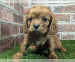 Small #5 Cavalier King Charles Spaniel