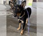 Small German Shepherd Dog