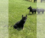 Small #3 German Shepherd Dog