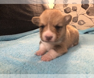 Pembroke Welsh Corgi Puppy for sale in RAMONA, OK, USA