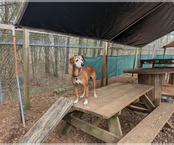 Medium Photo #3 Mutt Puppy For Sale in McCormick, SC, USA