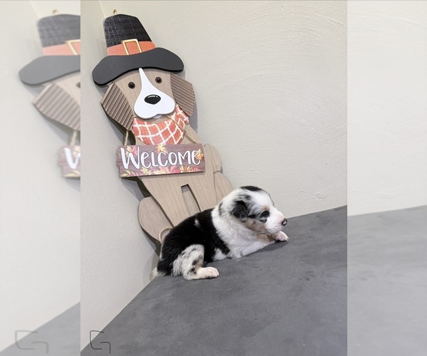Medium Photo #1 Border-Aussie Puppy For Sale in DES ARC, AR, USA