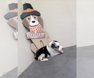 Medium Border-Aussie