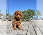 Small Photo #29 Poodle (Toy) Puppy For Sale in HAYWARD, CA, USA