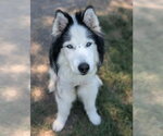 Small #1 Siberian Husky