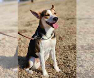 Rat Terrier-Unknown Mix Dogs for adoption in McDonough, GA, USA