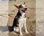 Small Rat Terrier Mix