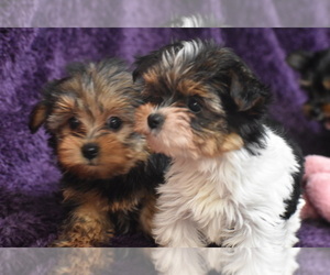 Yorkshire Terrier Puppy for sale in ELDORADO, OH, USA