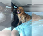 Small Photo #1 Goldendoodle Puppy For Sale in ARDMORE, OK, USA